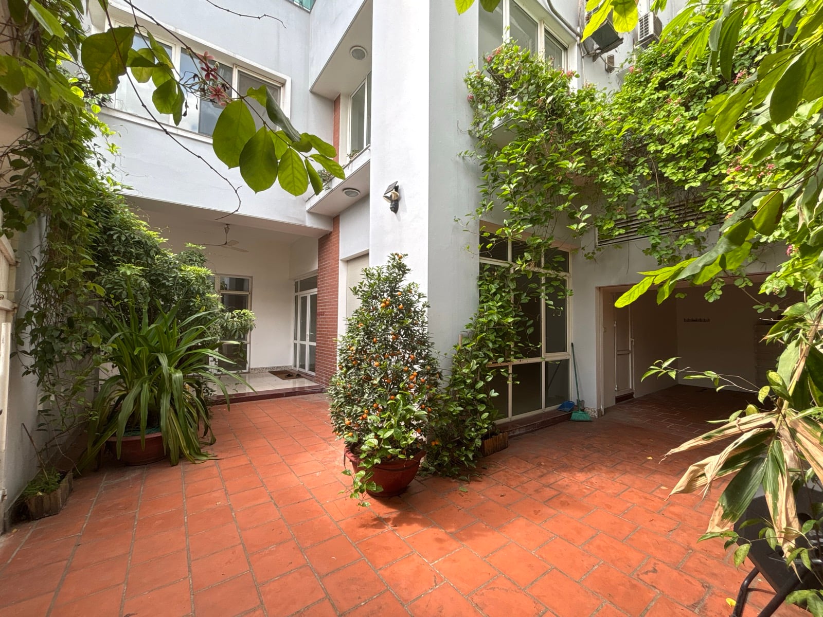 A paved courtyard with potted plants, a kumquat tree and climbing vines against the white walls of a house