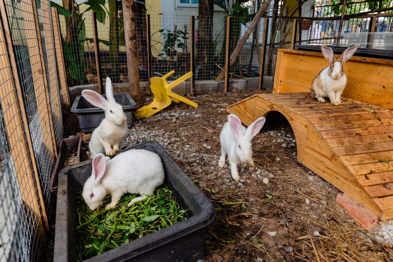 The rabbits the children help to look after